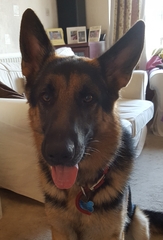 To cheer me up with photos of your pet? The first photo you have and the last?
