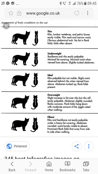 “Fat” rescue cat