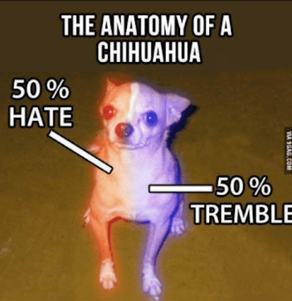 Chihuahua’s..?!