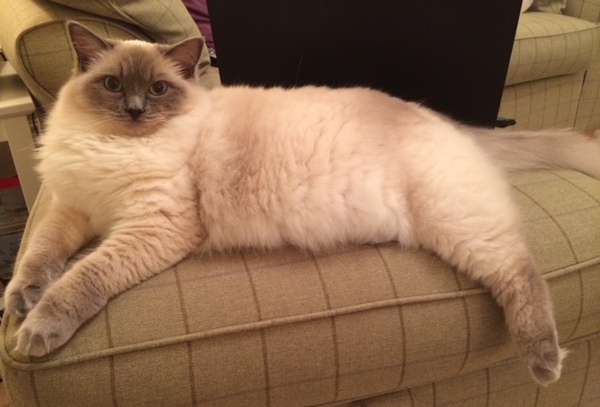 Maine Coon or Ragdoll?