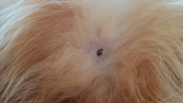 Is this a tick?