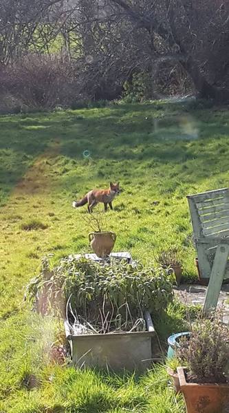 To leave some food out for the fox in our garden.