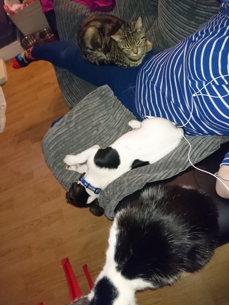 Love my cats....am I letting them down with puppy?