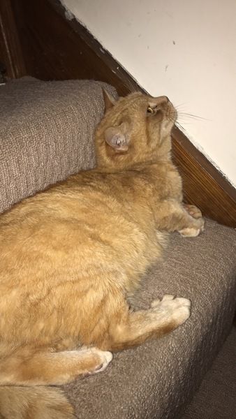 Got a new cat!