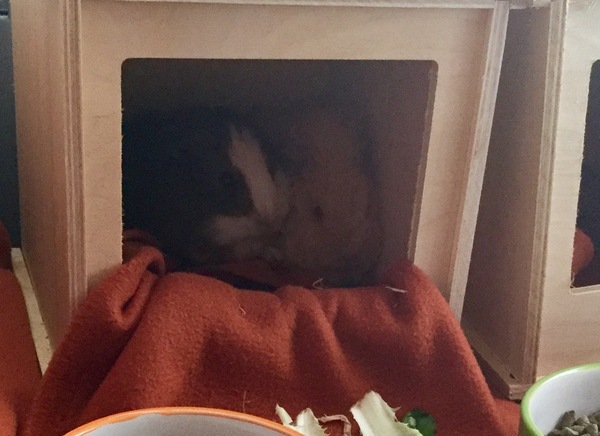 I have my first ever pet(s)! (Pic included)