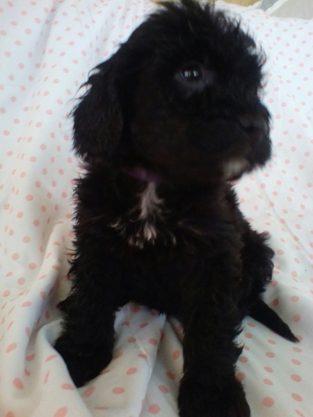 Puppy Survival Thread Part 5!