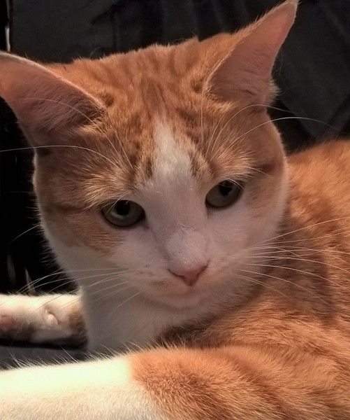 ASDA cat soups - What soup does your Cat CEO like?