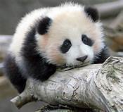 To park in a parent & child space because I can't walk properly in my high heels?