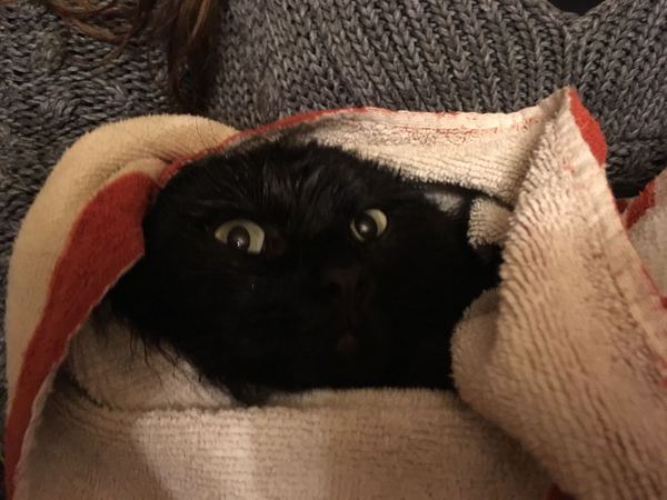 To ignore my cat's cries of distress? LIGHTHEARTED!