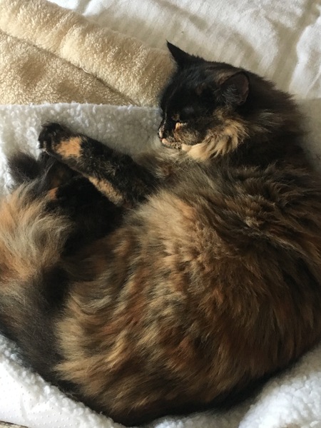 What's your DCat up to today? Episode 6, Return of the... Cats?