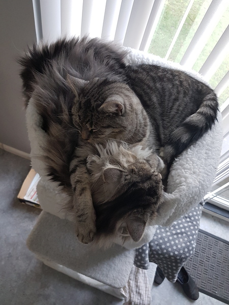 Let sleeping cats lie...