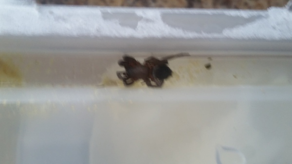 What's the worst thing you've found in your food?