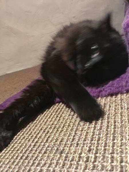 One toy mouse found for PB........
