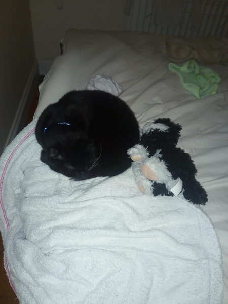 To ignore my cat's cries of distress? LIGHTHEARTED!