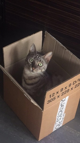 Bengal has scratched DD friend