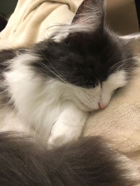 Does my cat have special powers?