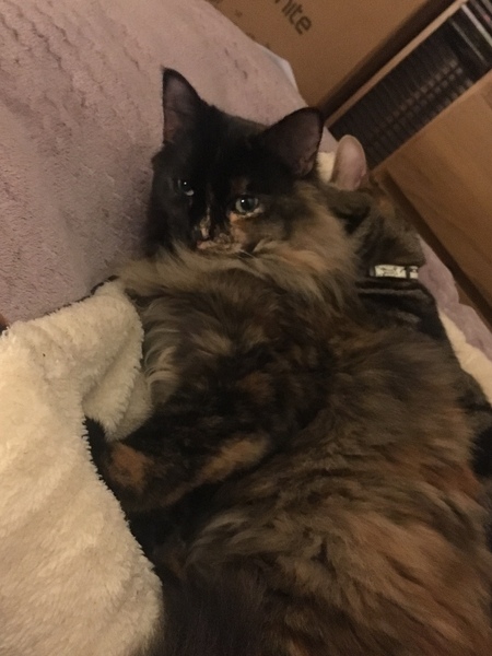 Anyone else have a non cuddly cat?