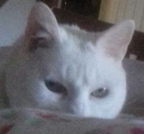 What's your DCat up to today? Episode 6, Return of the... Cats?