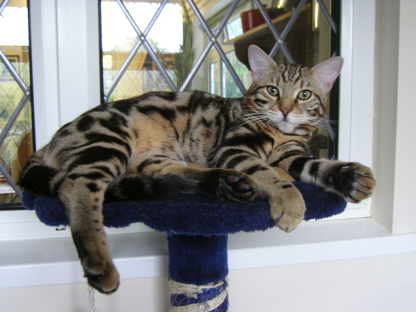 Bengal has scratched DD friend