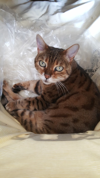 Bengal has scratched DD friend