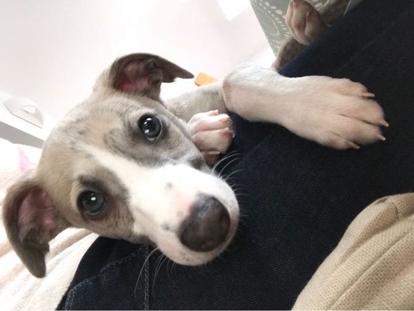 Puppy had new heart murmur