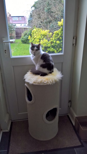 How do you keep your cats in at night?