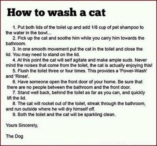 AIBU not to shower my cat?