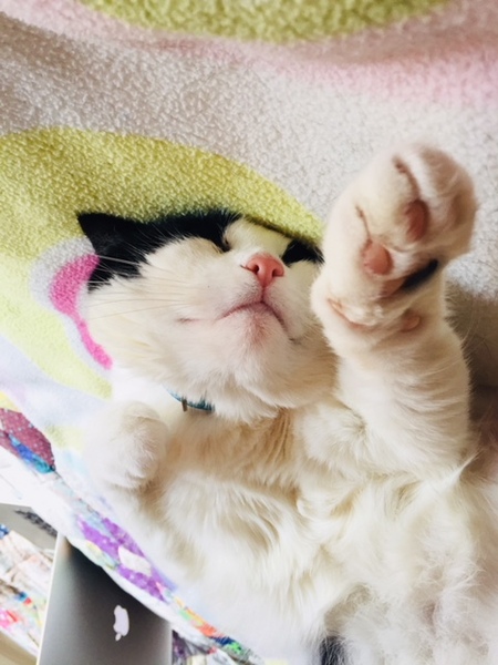 What's your DCat up to today? Episode 6, Return of the... Cats?