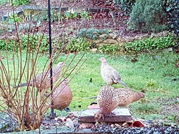 OMG my garden's full of birds!