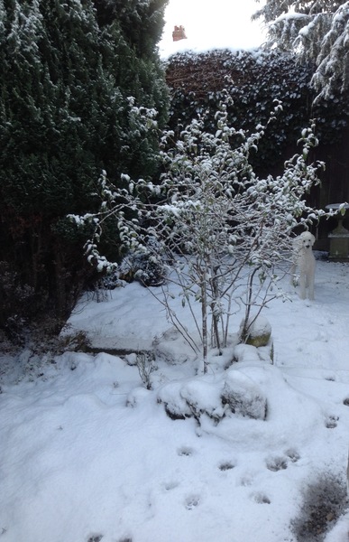 Is anyone else's dog loving the snow!
