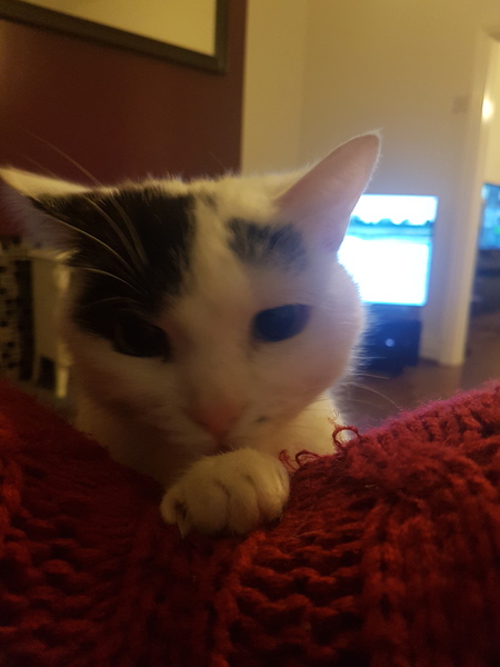 Cats and (lack of) personal space.