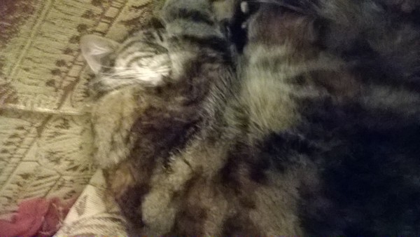 Small heart murmur in 5 year old cat - any experience?