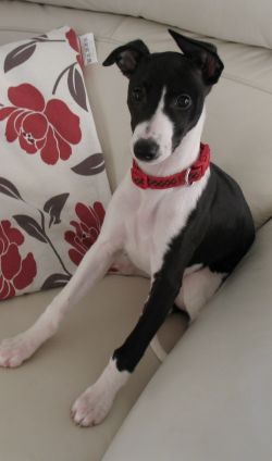 Family dog what breed?