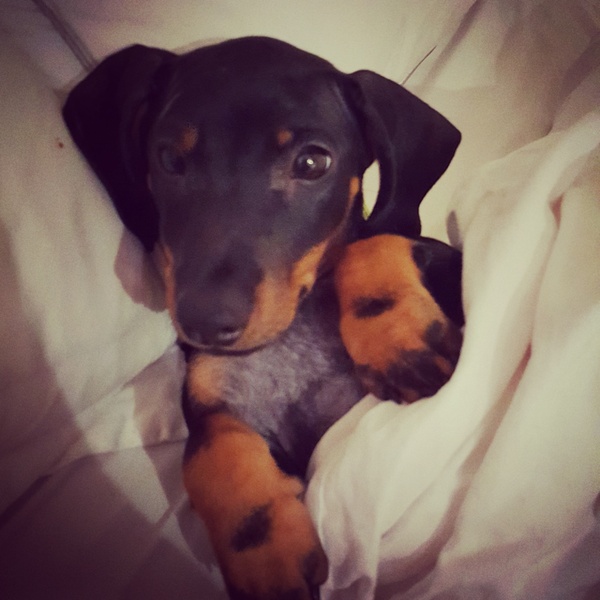 Dachshunds- puppy v adopting?