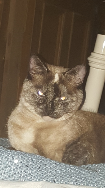 To ignore my cat's cries of distress? LIGHTHEARTED!