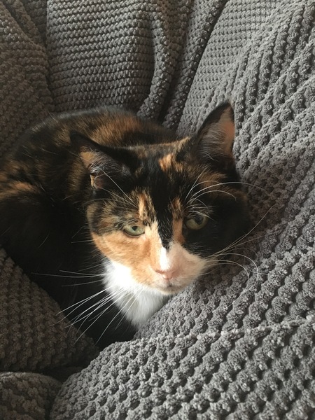 My beautiful cat is missing