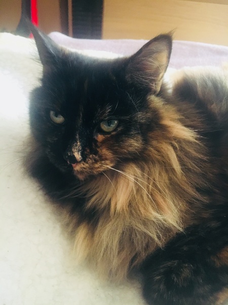 What's your DCat up to today? Episode 6, Return of the... Cats?