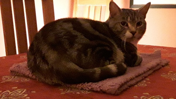 Can I change a cat's name?