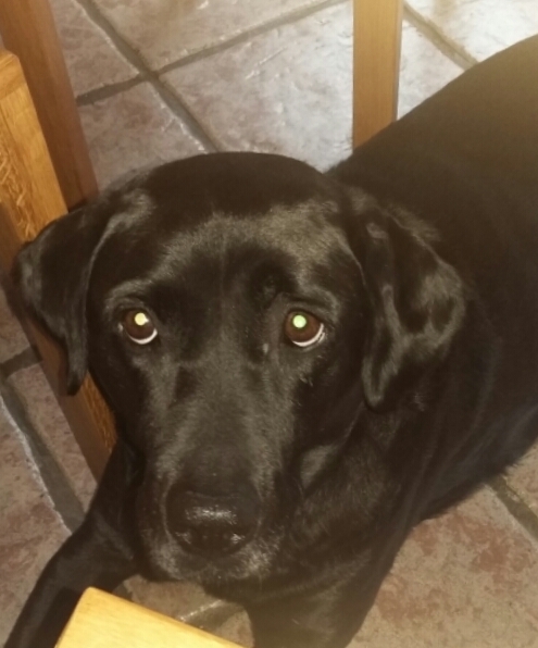 Dogs and the rainbow bridge