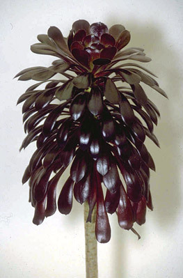 Does anyone know what plant this is?