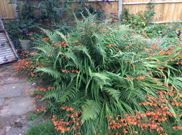 Complete beginner with a garden for the first time