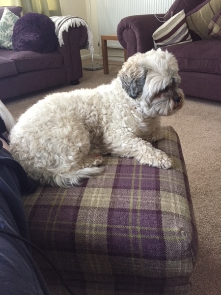 General dog chat