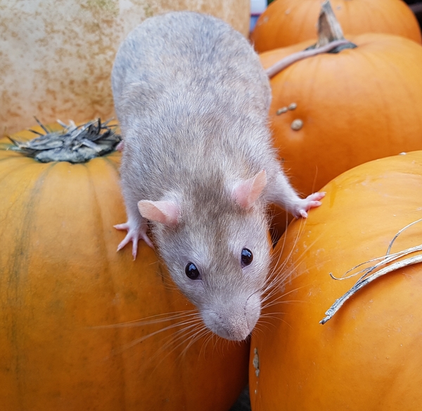 To think that a couple of rats