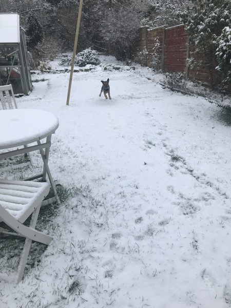 Is anyone else's dog loving the snow!