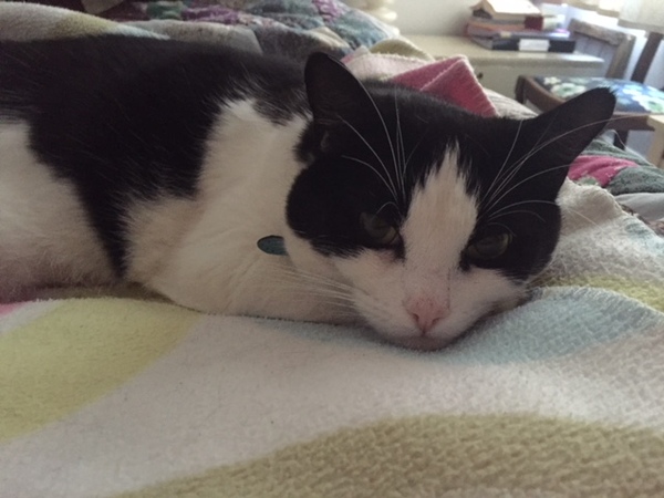 Cat growling, hissing and out of sorts