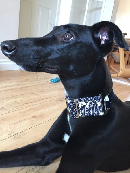 Possibly the vainest question in the Doghouse... collar colours?