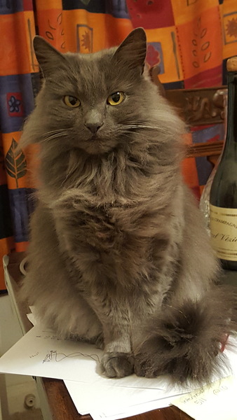 What's your DCat up to today? Episode 6, Return of the... Cats?