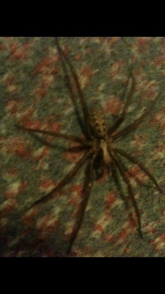 To ask if this is a normal house spider?