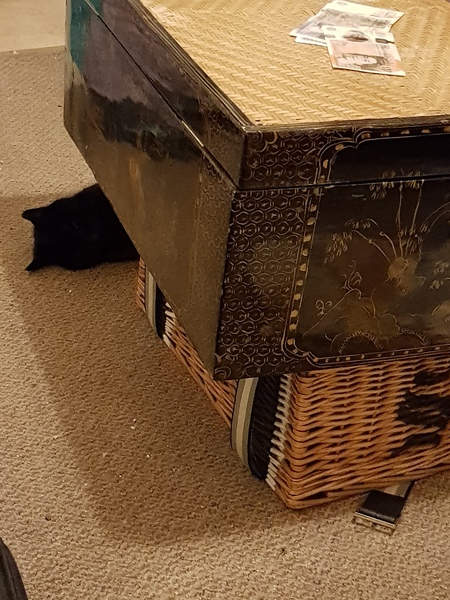 What's your DCat up to today? Episode 6, Return of the... Cats?