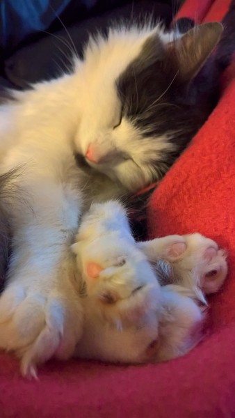 Does my cat have special powers?